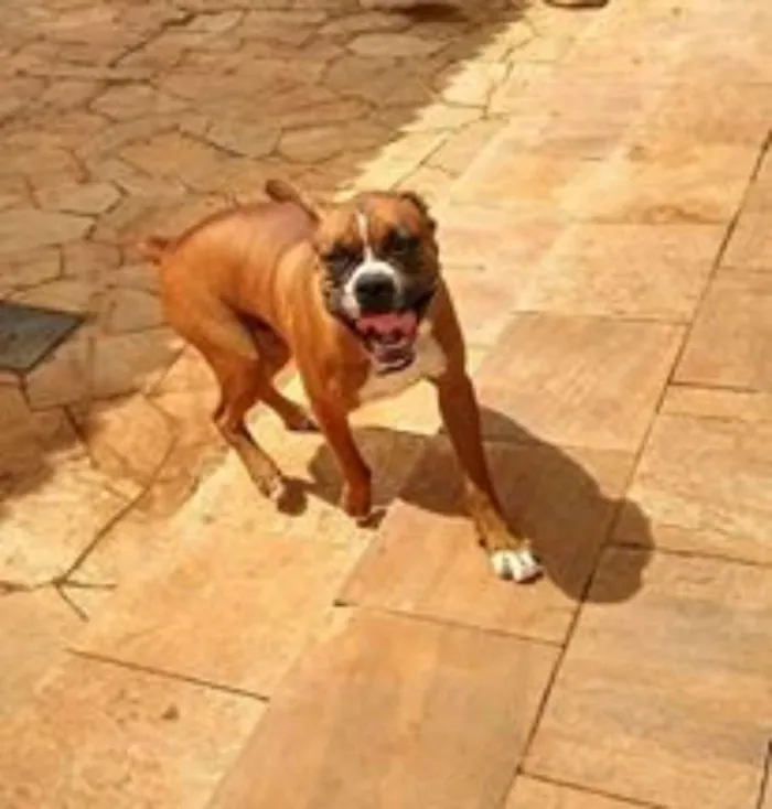 Cachorro ra a Boxer idade 1 ano nome Boxers especiais