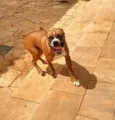 Boxers especiais
