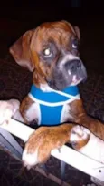 Boxers especiais