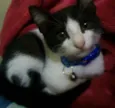 Fafá