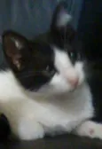 Fafá