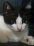Fafá