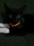 Neném