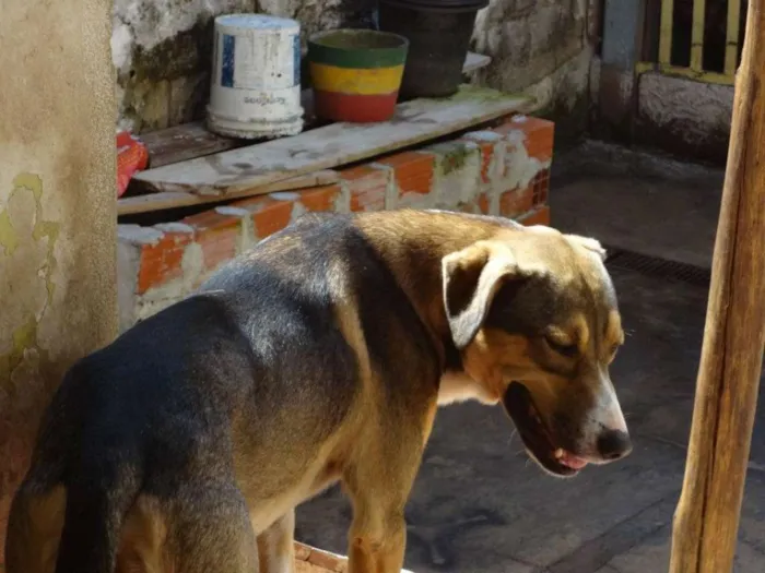 Cachorro ra a Vira latas idade 5 anos nome Rute, Tiri, Peter
