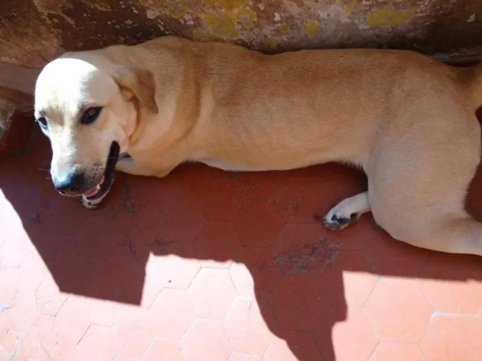 Cachorro ra a Vira latas idade 5 anos nome Rute, Tiri, Peter