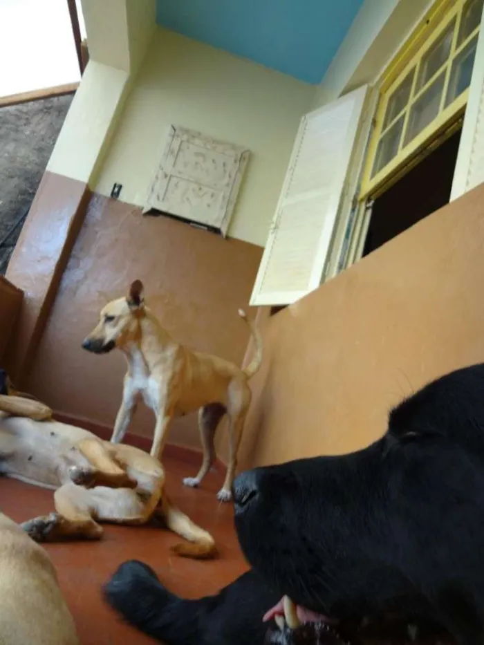 Cachorro ra a Vira latas idade 5 anos nome Rute, Tiri, Peter