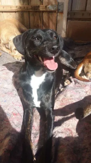Cachorro raça Srd idade 1 ano nome Pandora