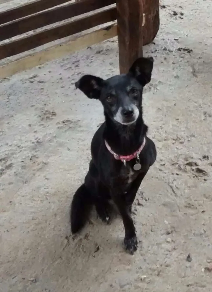 Cachorro ra a Srd idade 6 ou mais anos nome Miuki