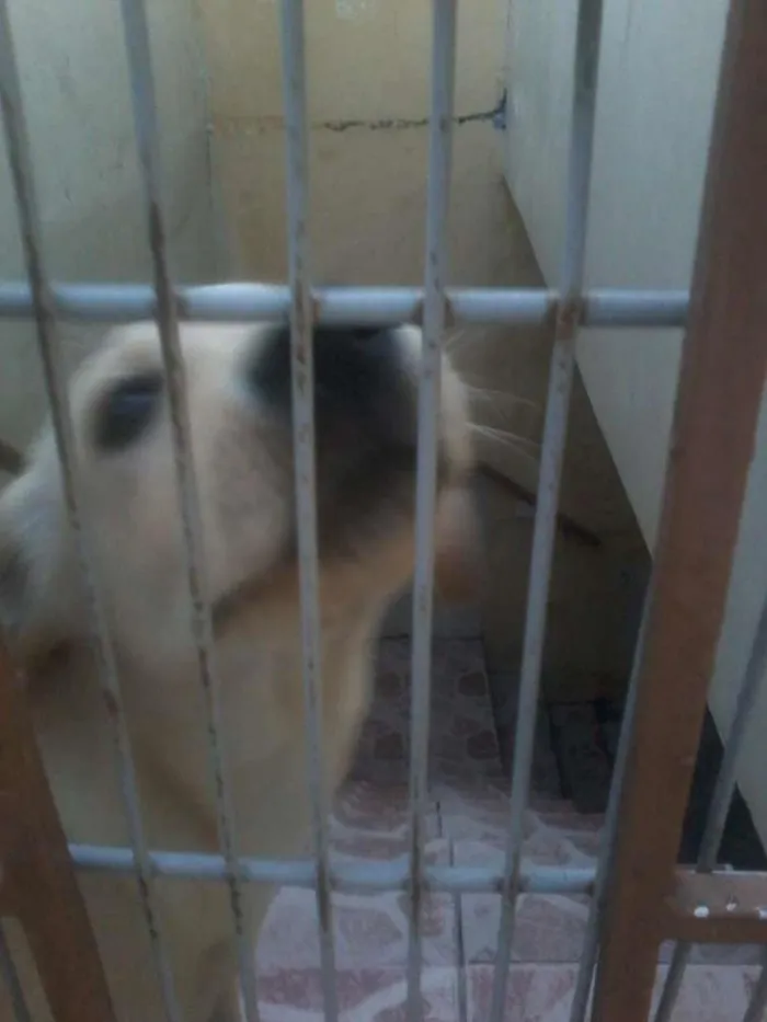 Cachorro ra a indefinido idade 1 ano nome Thor