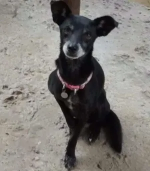 Cachorro raça Srd idade 6 ou mais anos nome Miuki