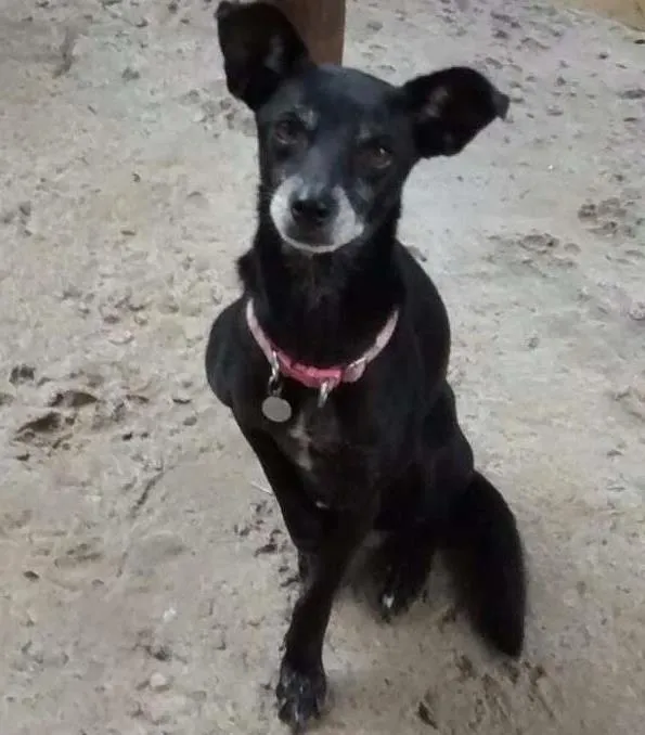 Cachorro ra a Srd idade 6 ou mais anos nome Miuki