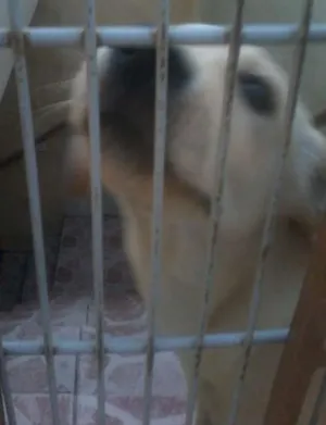 Cachorro raça indefinido idade 1 ano nome Thor