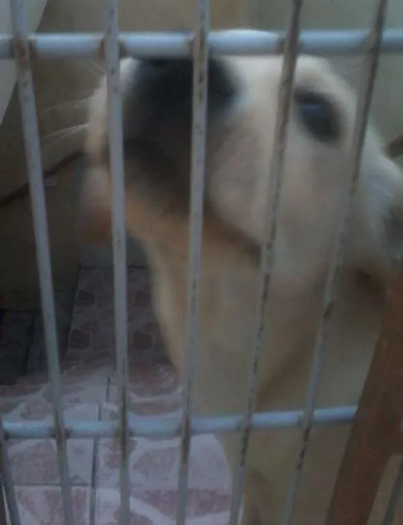 Cachorro ra a indefinido idade 1 ano nome Thor