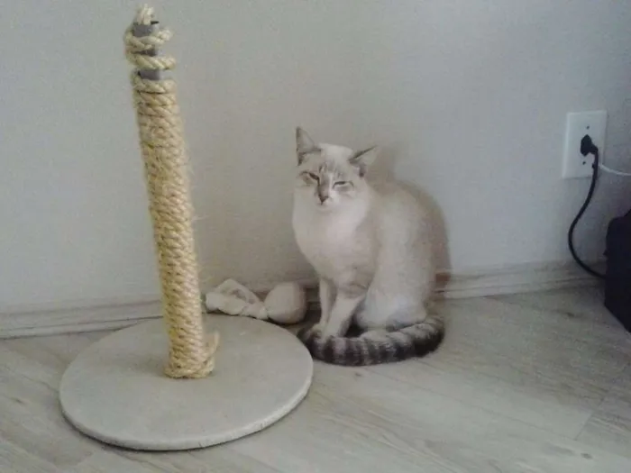 Gato ra a SRD idade 7 a 11 meses nome Blissa