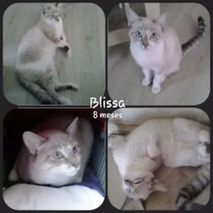 Gato raça SRD idade 7 a 11 meses nome Blissa
