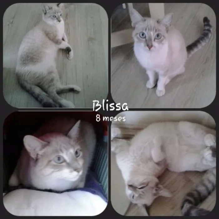Gato ra a SRD idade 7 a 11 meses nome Blissa