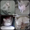 Blissa