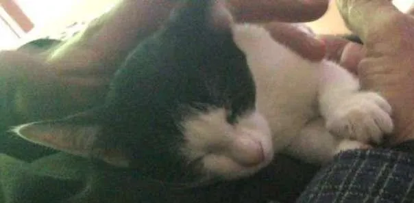 Gato raça  idade 2 a 6 meses nome Tiffany 