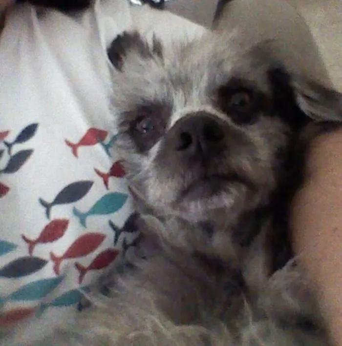 Cachorro ra a SRD idade 2 anos nome Dudu