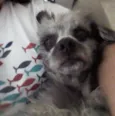 Dudu
