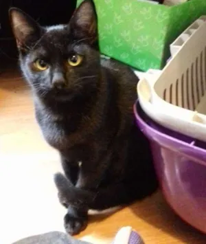 Gato raça SRD idade 2 a 6 meses nome Dimitri e Dikson