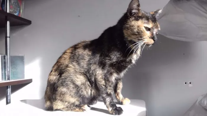 Gato ra a SRD idade 1 ano nome Mikaela