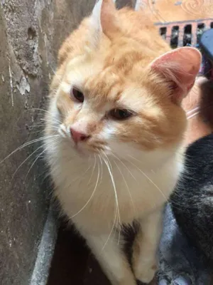 Gato raça SRD idade 7 a 11 meses nome Gringo