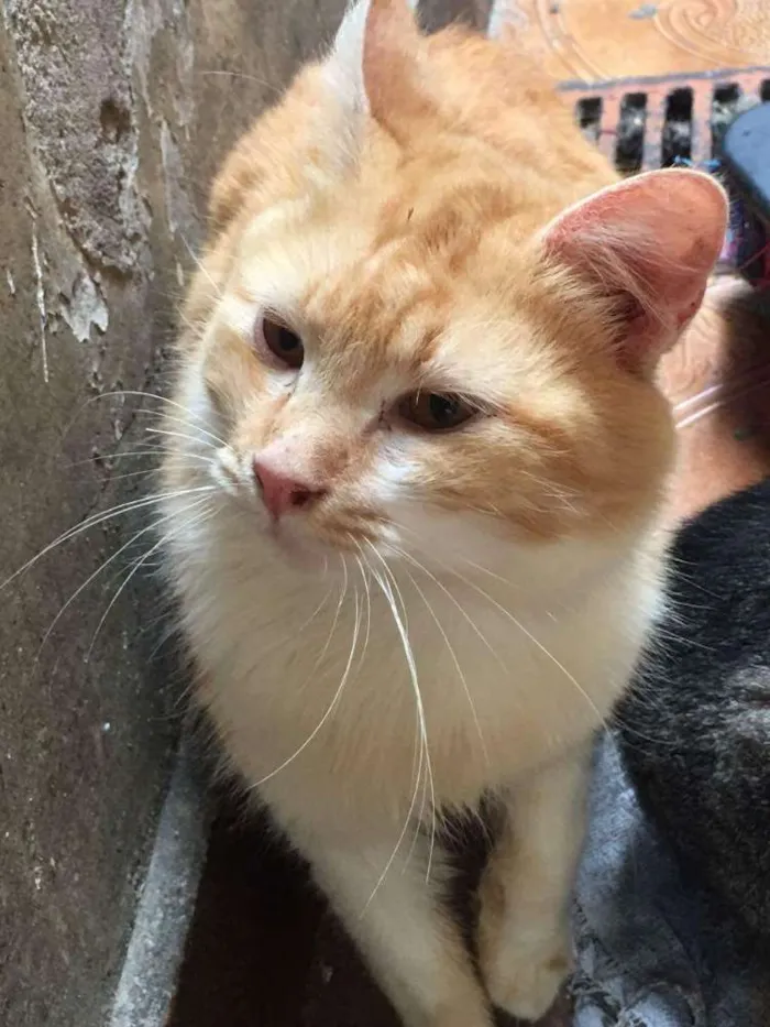 Gato ra a SRD idade 7 a 11 meses nome Gringo