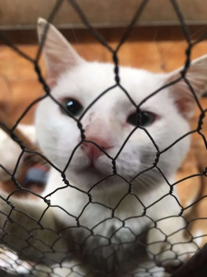 Gato ra a SRD idade 1 ano nome Zé