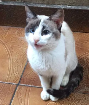 Gato raça mestiça de siamês idade 1 ano nome Pipoca