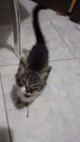 Gatinho