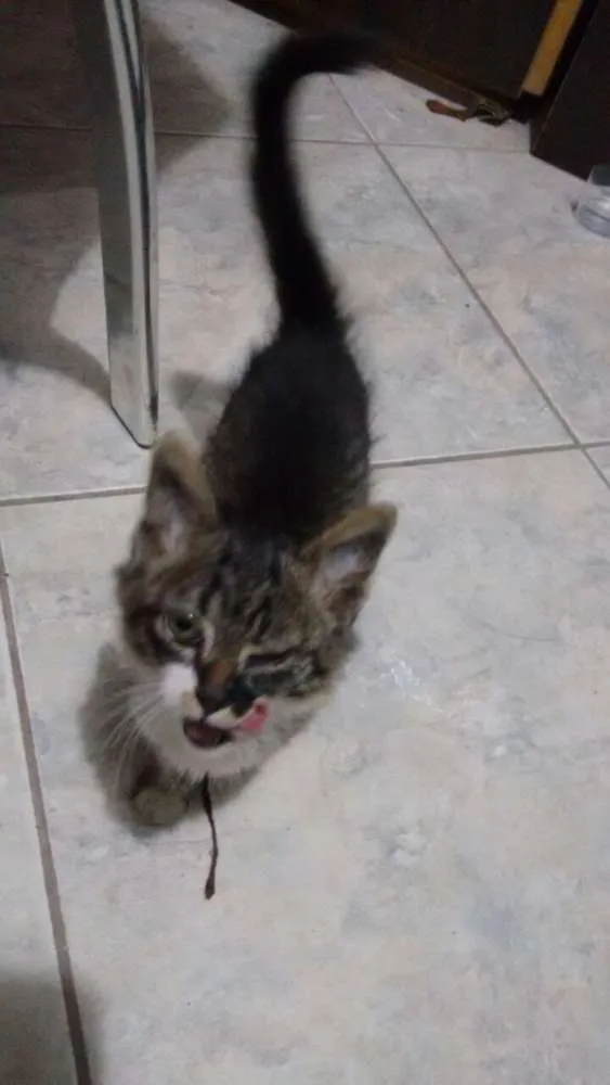 Gato ra a SRD idade 2 a 6 meses nome Gatinho