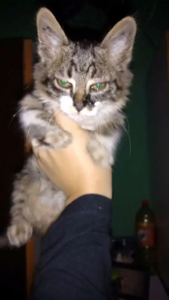 Gato ra a SRD idade 2 a 6 meses nome Gatinho