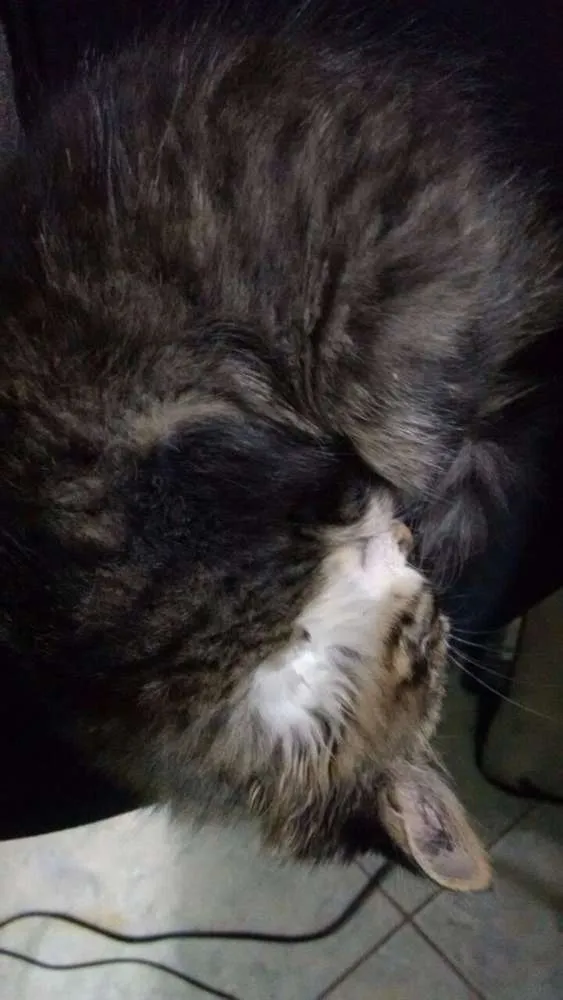 Gato ra a SRD idade 2 a 6 meses nome Gatinho