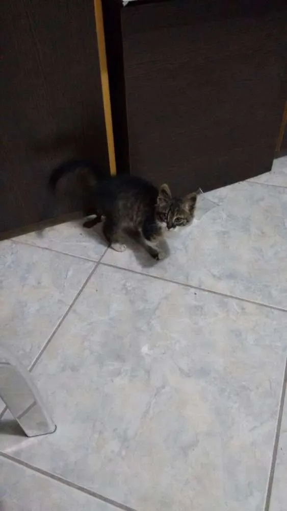 Gato ra a SRD idade 2 a 6 meses nome Gatinho