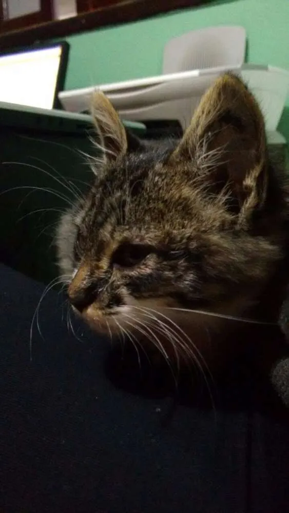 Gato ra a SRD idade 2 a 6 meses nome Gatinho