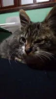 Gatinho