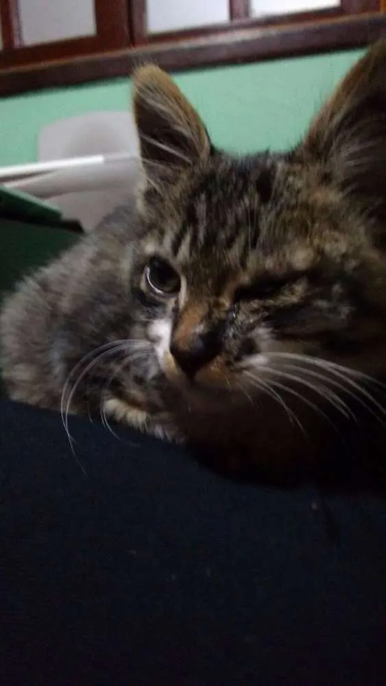 Gato ra a SRD idade 2 a 6 meses nome Gatinho