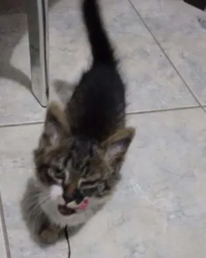 Gato raça SRD idade 2 a 6 meses nome Gatinho