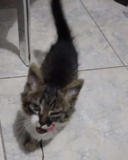 Gato ra a SRD idade 2 a 6 meses nome Gatinho