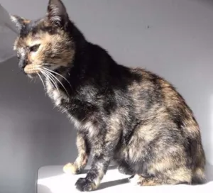 Gato raça SRD idade 1 ano nome Mikaela