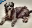 Dudu
