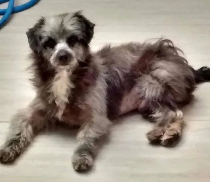 Cachorro ra a SRD idade 2 anos nome Dudu