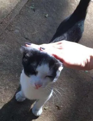Gato raça  idade 2 a 6 meses nome Tiffany 
