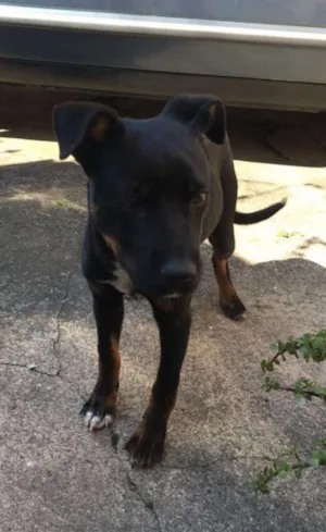 Cachorro raça Mix rottweiler idade 7 a 11 meses nome Brilhante