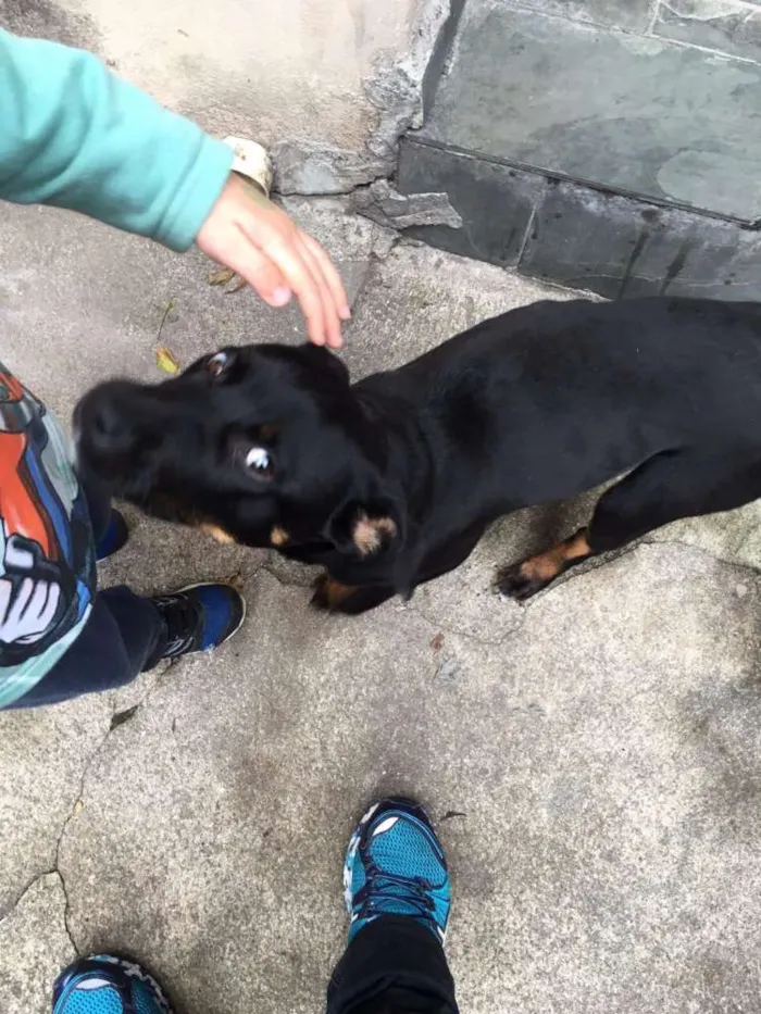 Cachorro raça Mix rottweiler idade 7 a 11 meses nome Brilhante