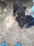 Cachorro raça Mix rottweiler idade 7 a 11 meses nome Brilhante