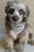 Dudu