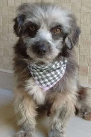 Cachorro raça SRD idade 2 anos nome Dudu