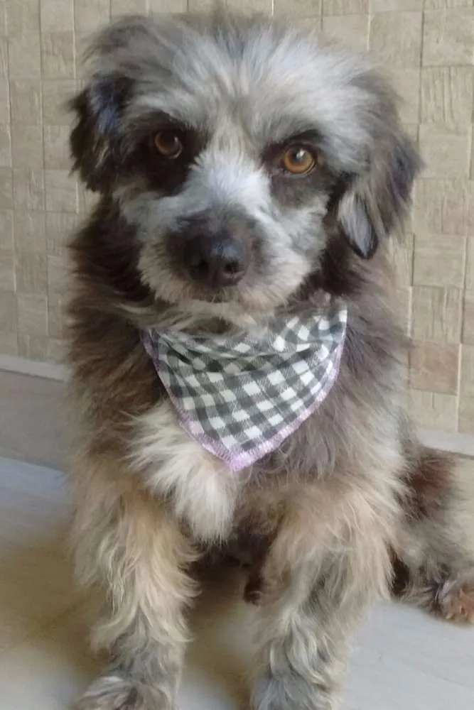 Cachorro ra a SRD idade 2 anos nome Dudu